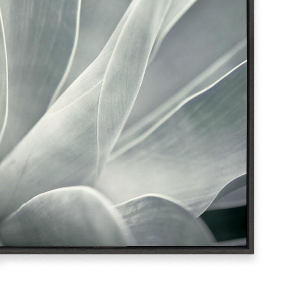 Agave II