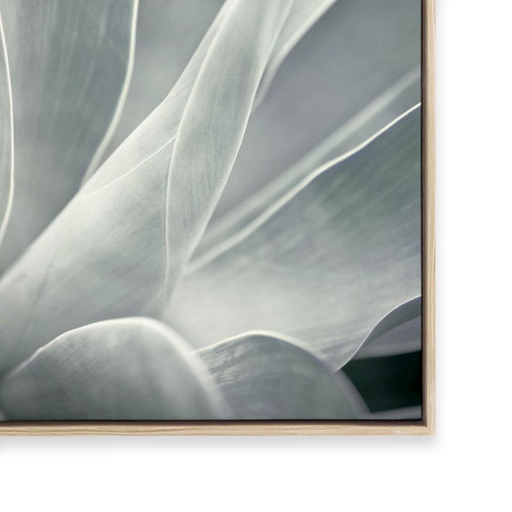 Agave II