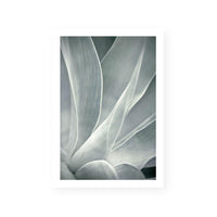 Agave II