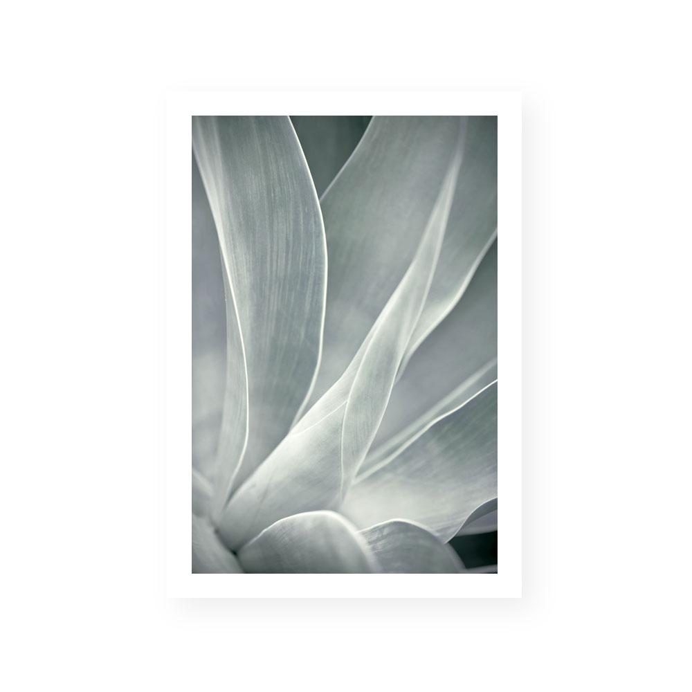 Agave II