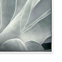 Agave II