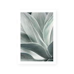 Agave I