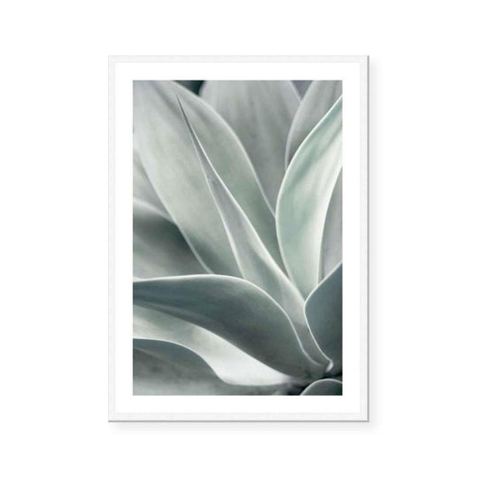 Agave I
