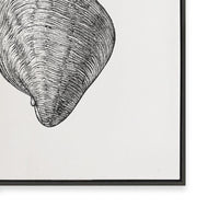Antique Shell III