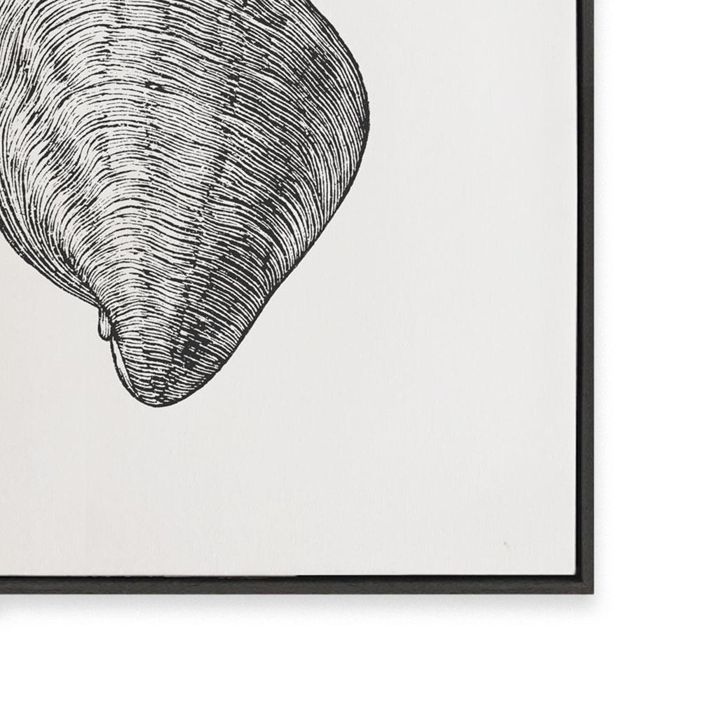 Antique Shell III