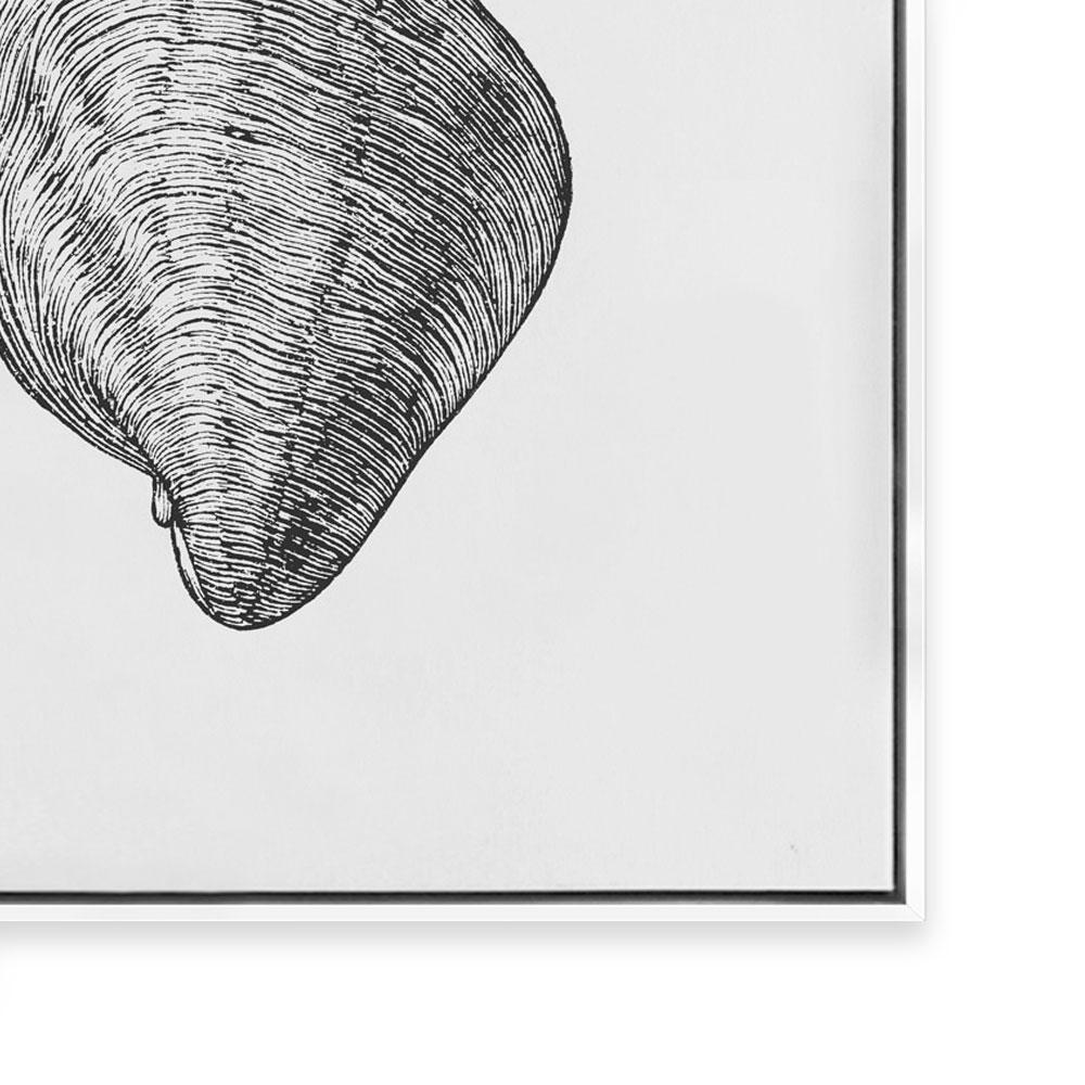 Antique Shell III