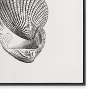 Antique Shell I