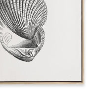 Antique Shell I