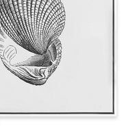 Antique Shell I
