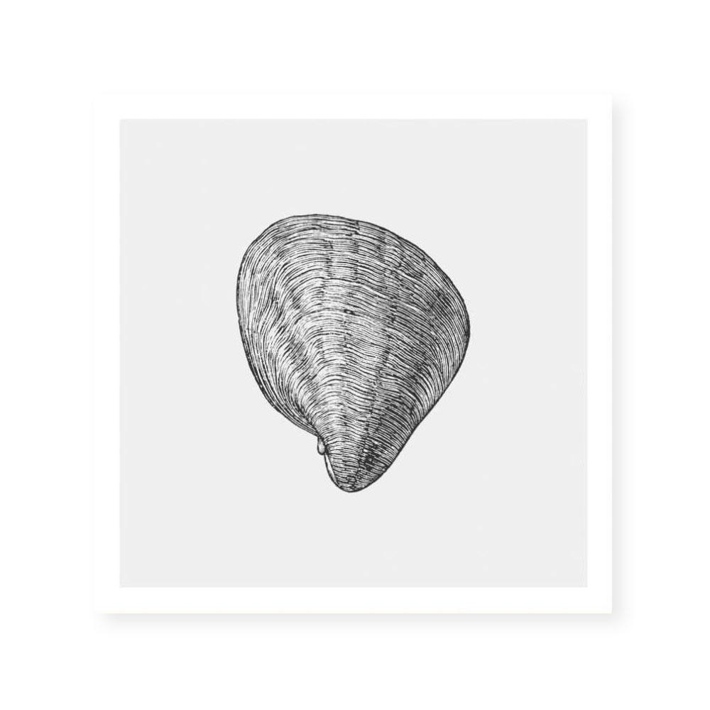 Antique Shell III