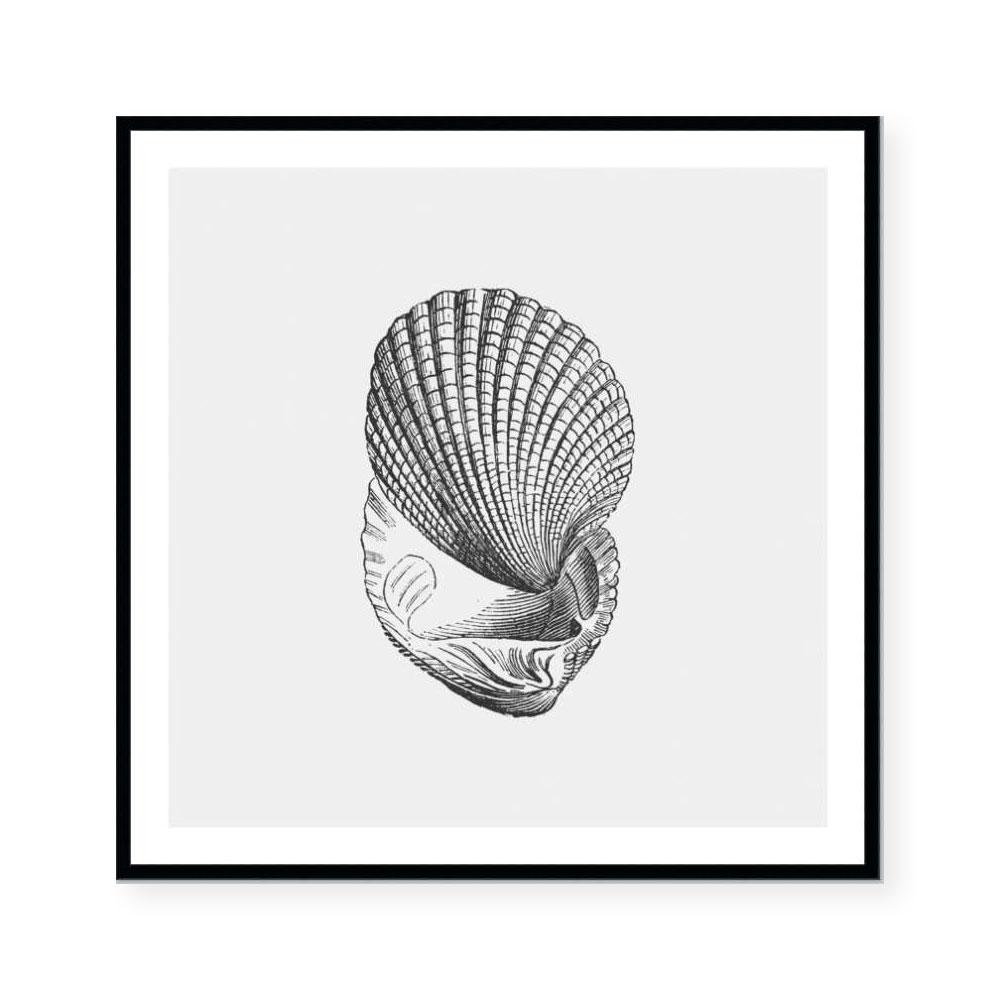 Antique Shell I
