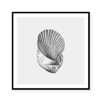 Antique Shell I