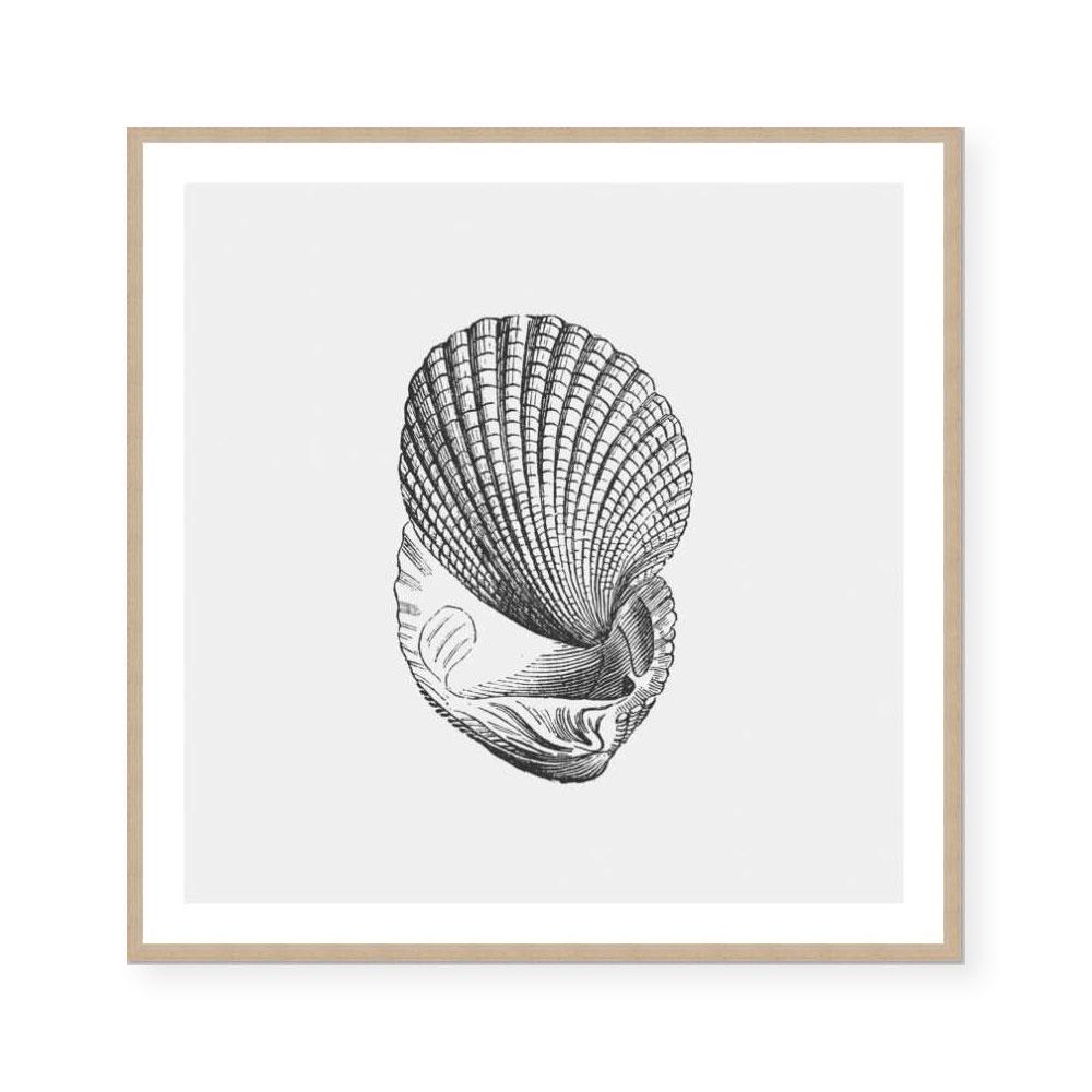 Antique Shell I
