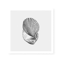Antique Shell I