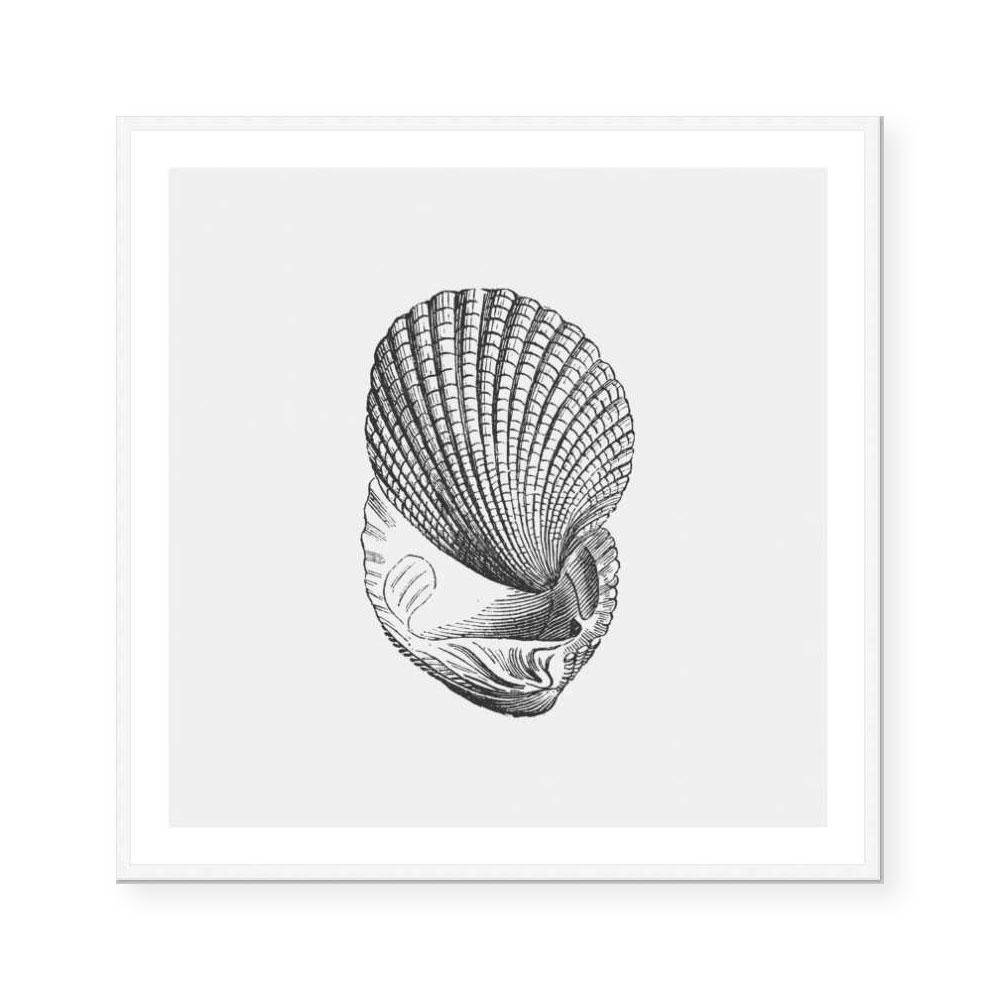Antique Shell I