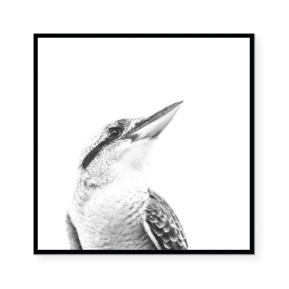 Australiana | The Kookaburra