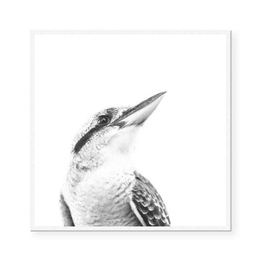 Australiana | The Kookaburra