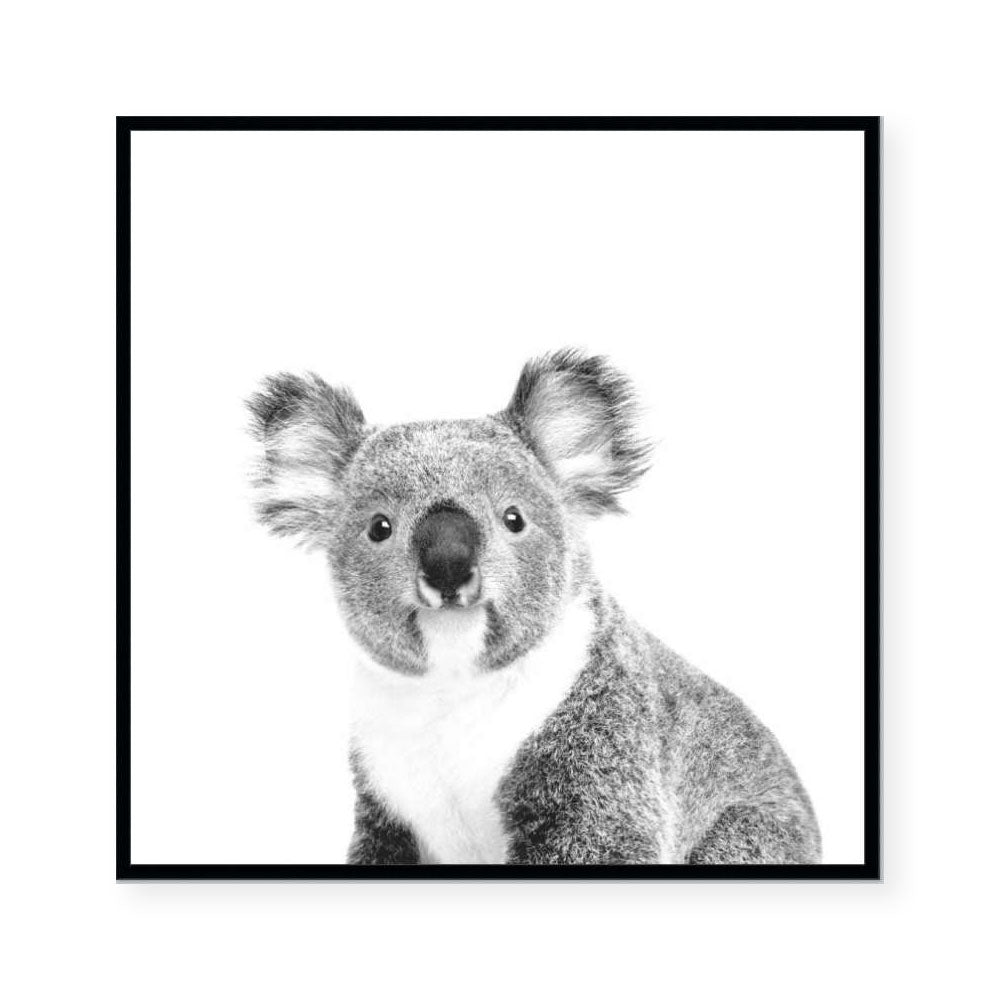 Australiana | The Koala