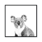 Australiana | The Koala