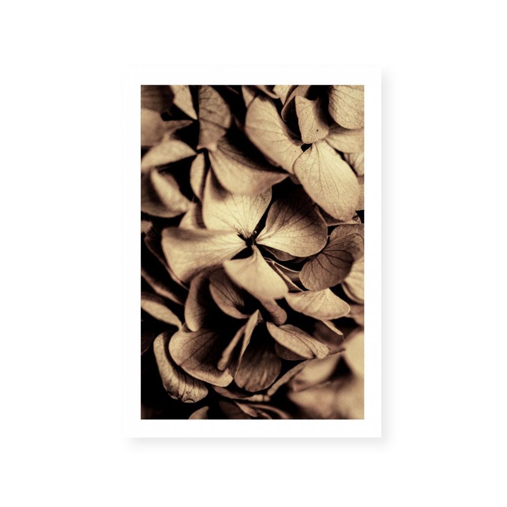 Autumn Foliage II