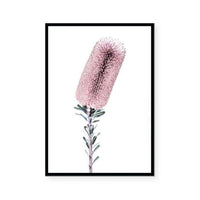 Banksia