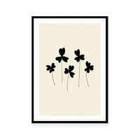 Black Sorrel