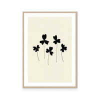 Black Sorrel