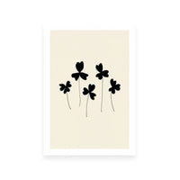 Black Sorrel
