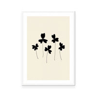 Black Sorrel