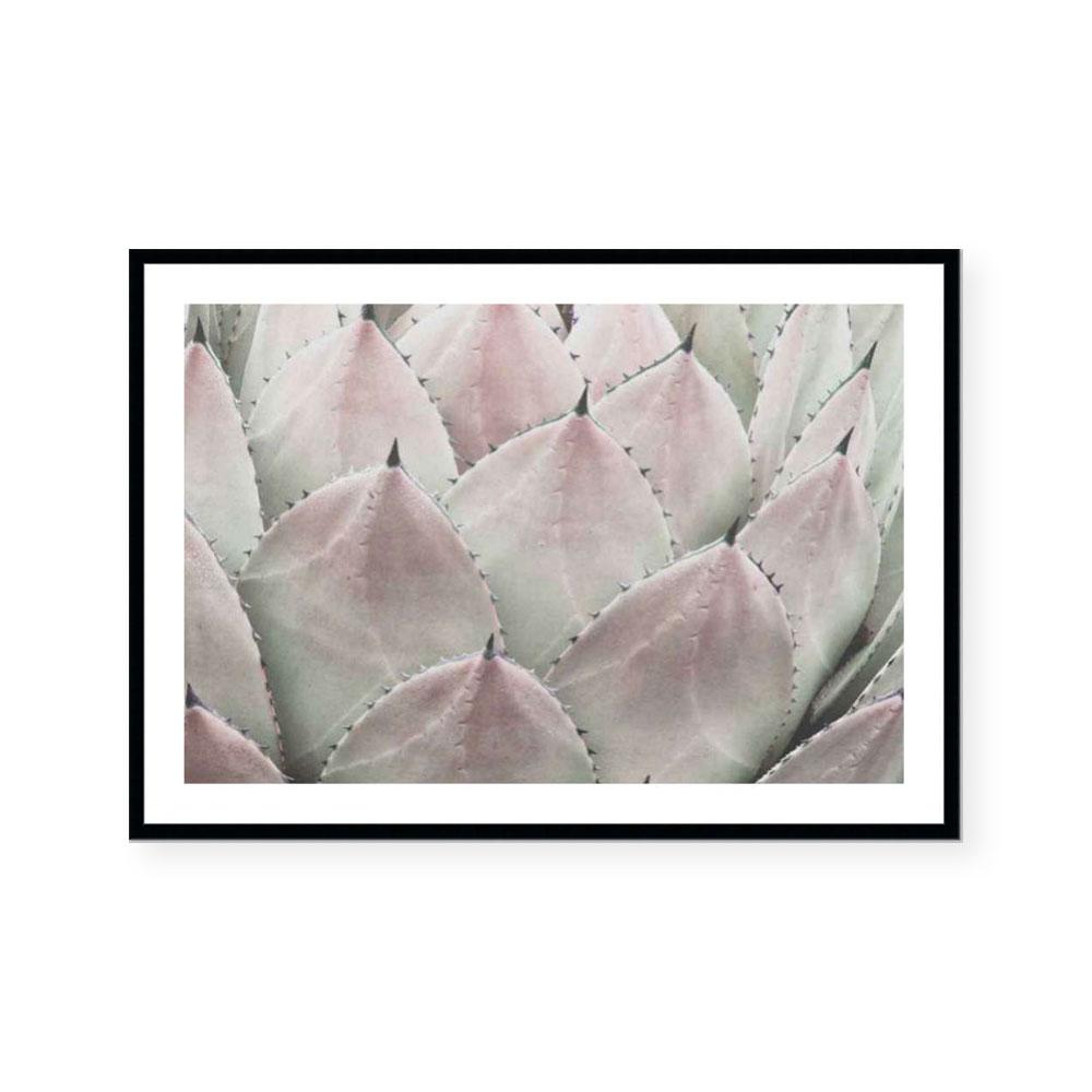 Cactus Blush
