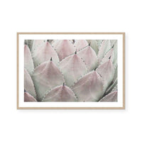 Cactus Blush