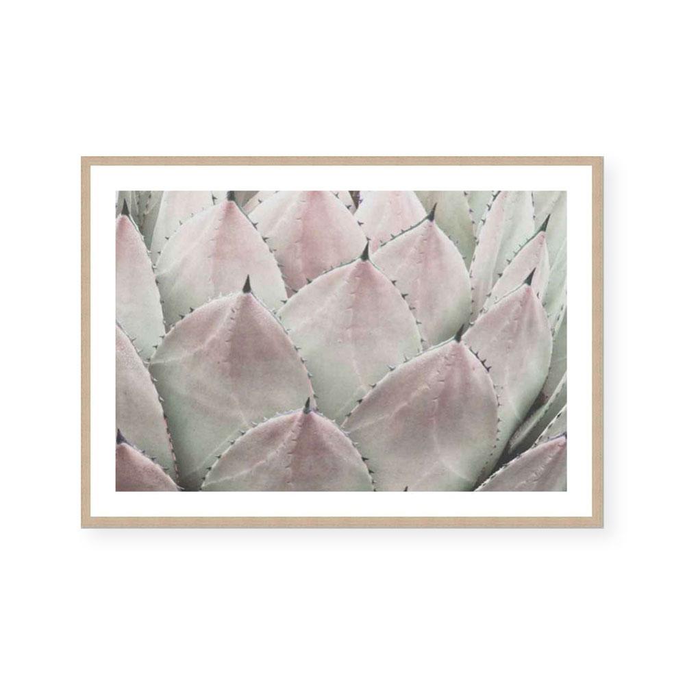 Cactus Blush