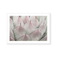 Cactus Blush