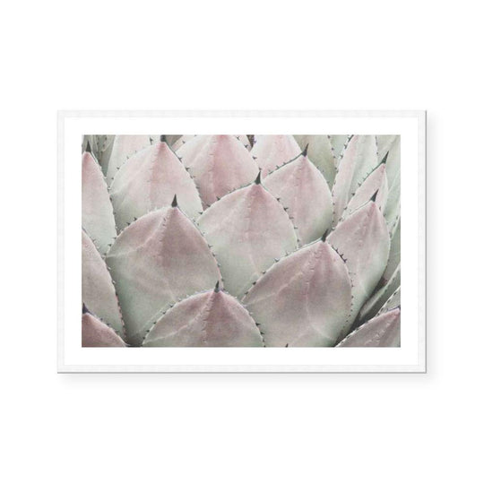 Cactus Blush