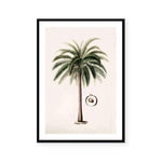 Botanic Antique | Coconut