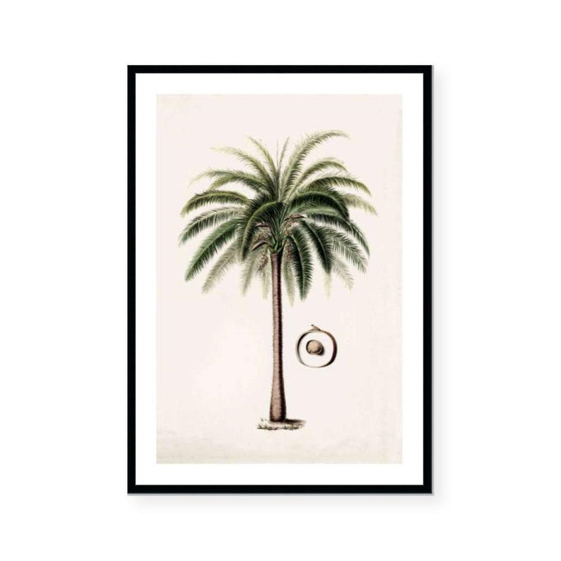 Botanic Antique | Coconut