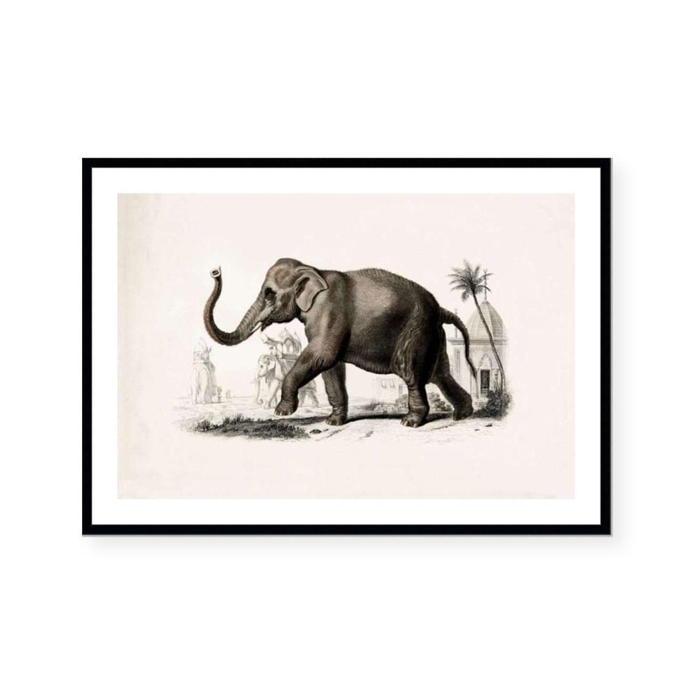 Botanic Antique | Elephant