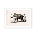 Botanic Antique | Elephant