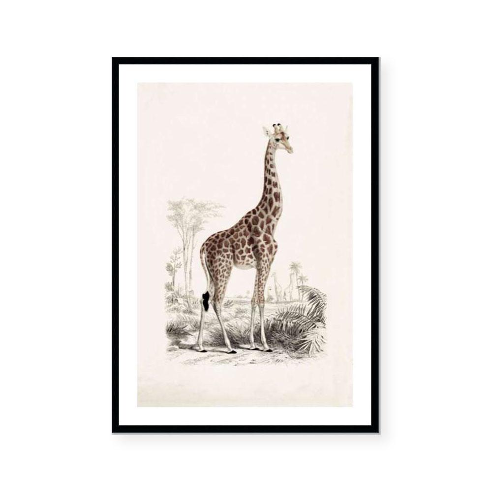 Botanic Antique | Giraffe