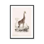 Botanic Antique | Giraffe