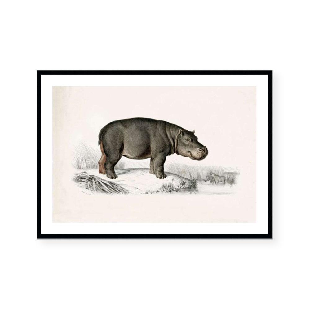 Botanic Antique | Hippo
