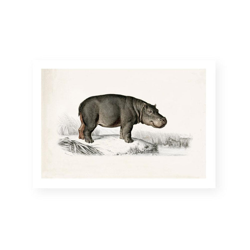 Botanic Antique | Hippo