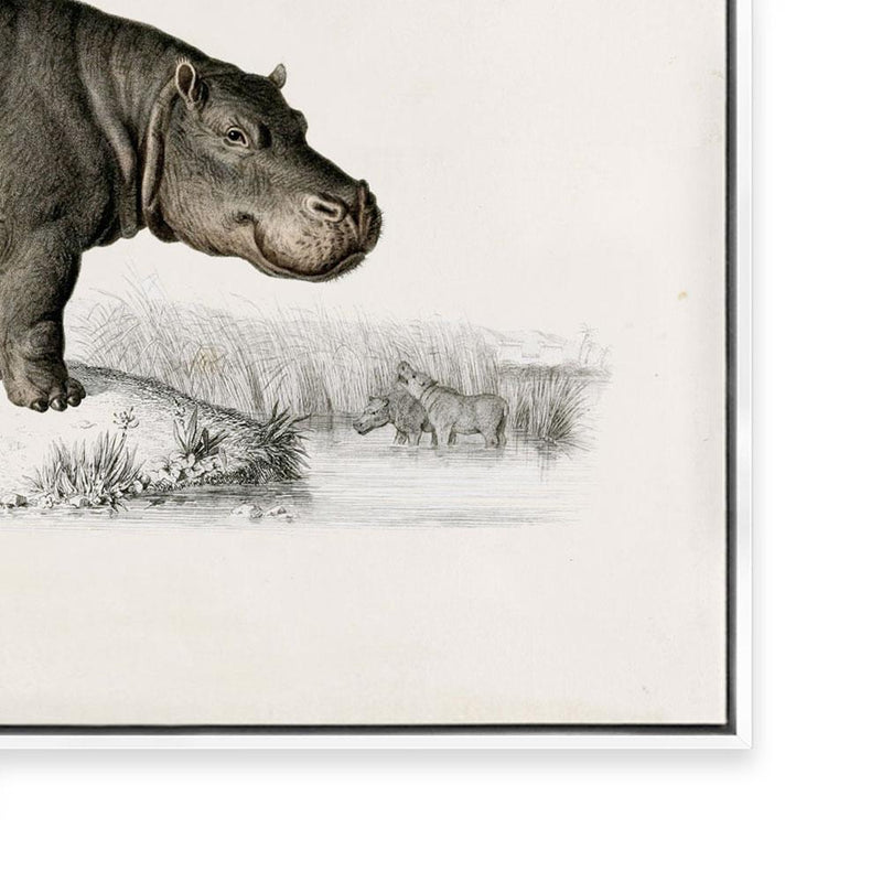Botanic Antique | Hippo