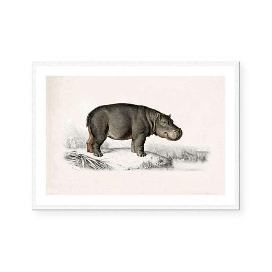 Botanic Antique | Hippo