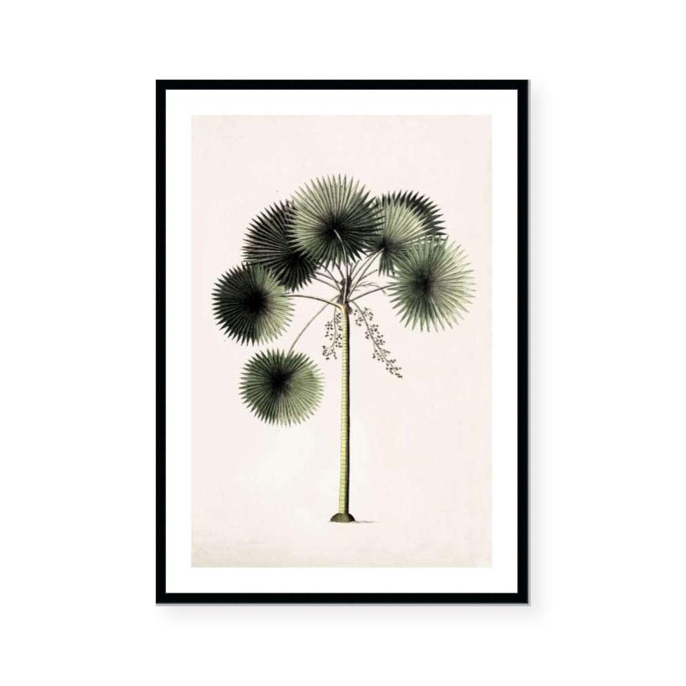 Botanic Antique | Palms