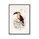 Botanic Antique | Toucan