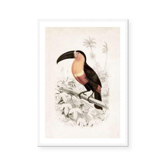 Botanic Antique | Toucan