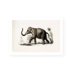 Botanic Antique | Elephant