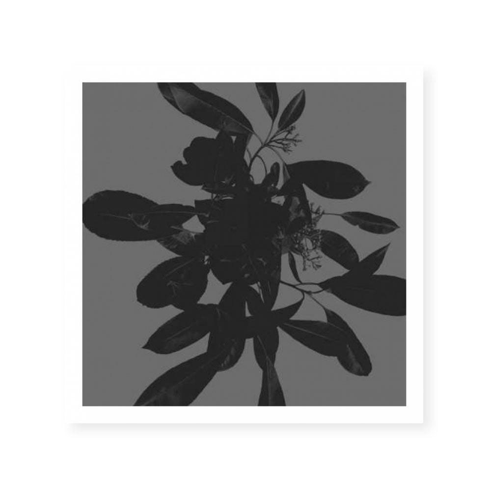 Botanical Light 1