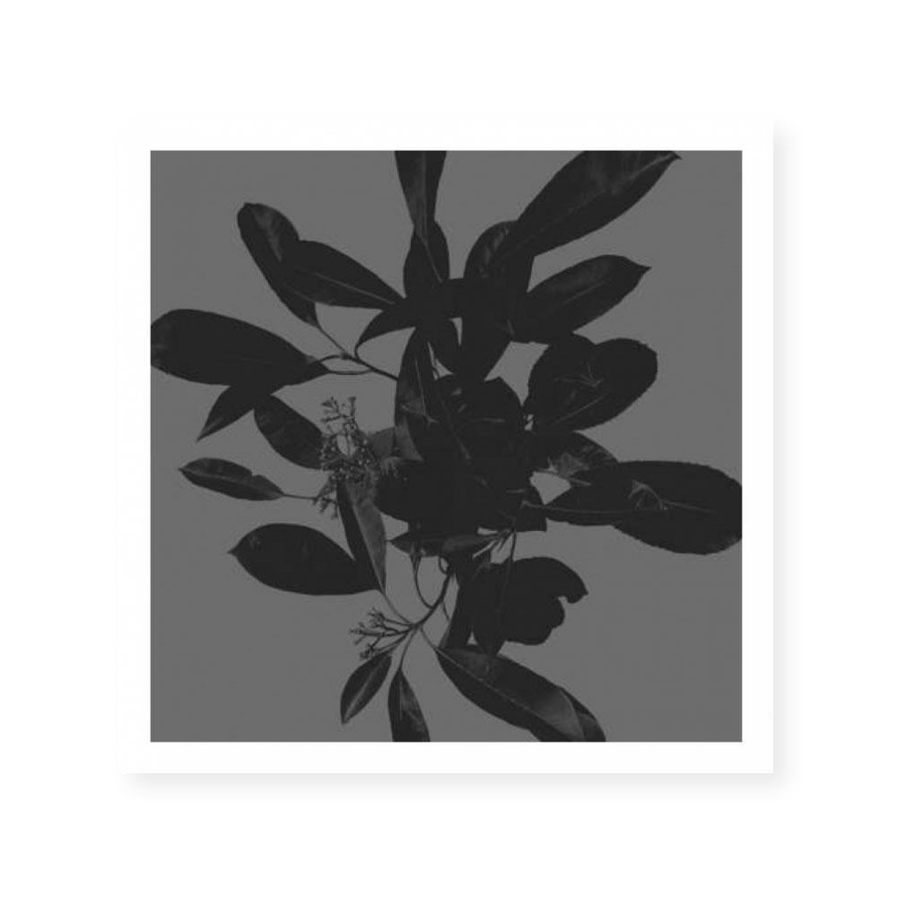 Botanical Light 2